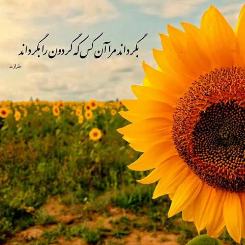 اهنگ بزن و خال هواش کن برو محضر مال ماش کن با صدای مرتضی